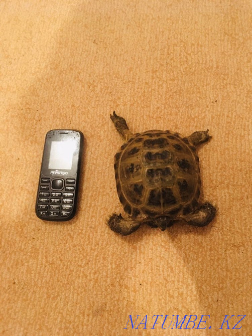 Turtle land Almaty - photo 2