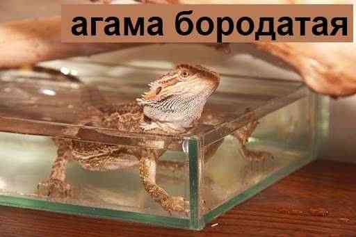 Коврик для рептилий с обогревом Exo Terra в зоомагазине "ЖИВОЙ МИР" Almaty