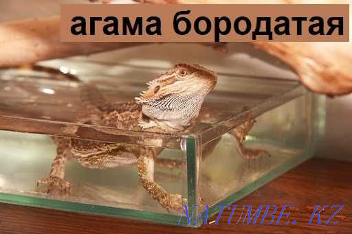 Mat for reptiles with heating Exo Terra in the pet store "LIVOY WORLD" Almaty - photo 4