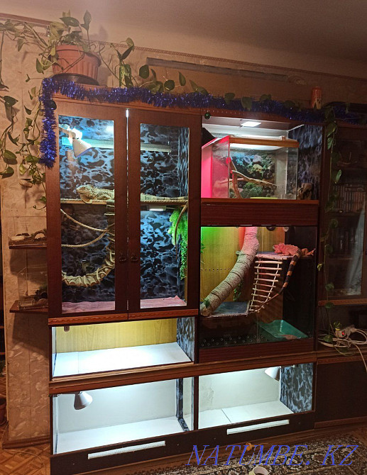 Террариумдар сатылады  Алматы - изображение 3