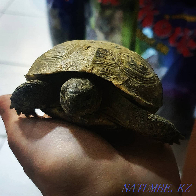 Land turtles Kostanay - photo 2