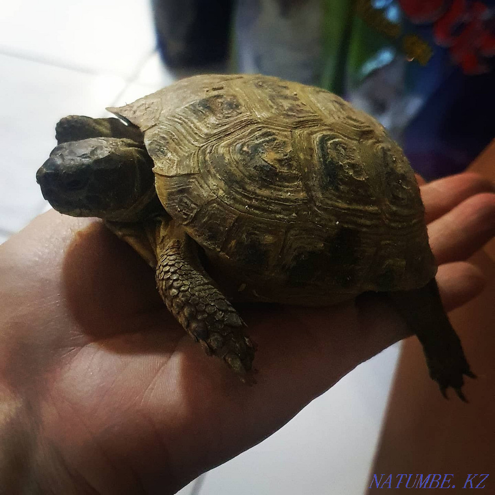Land turtles Kostanay - photo 1