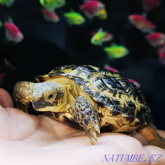 Land turtle Kostanay - photo 4