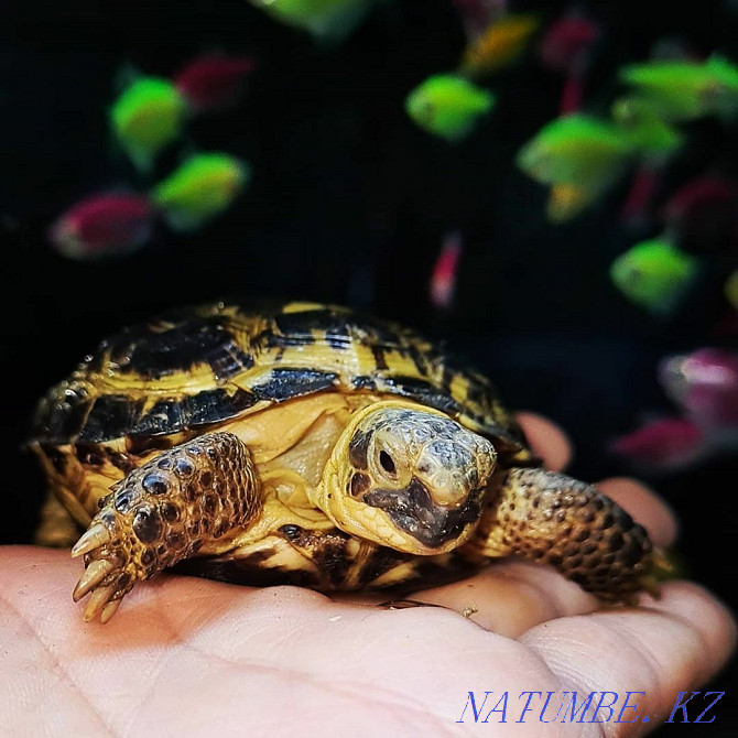 Land turtle Kostanay - photo 1