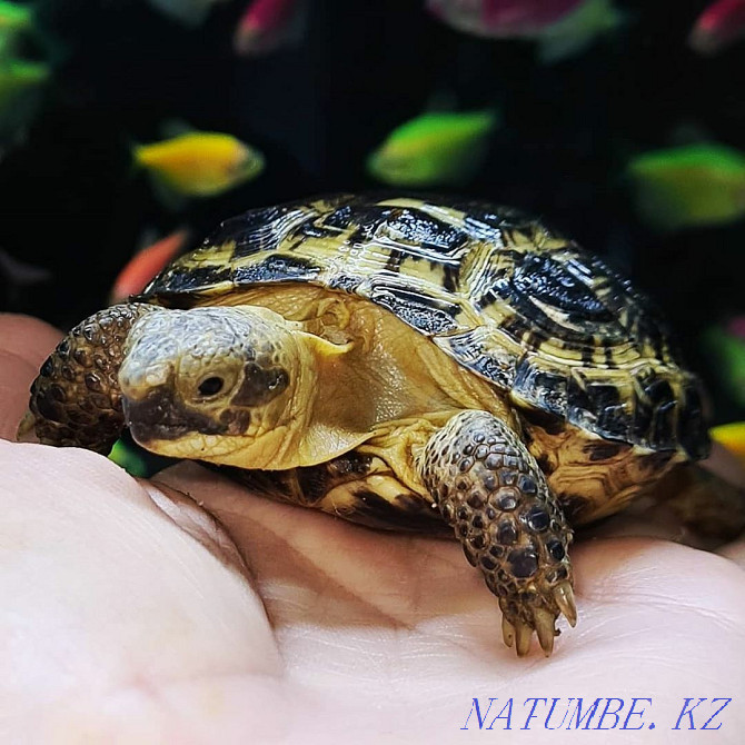 Land turtle Kostanay - photo 3