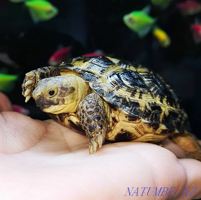 Land turtle Kostanay - photo 5