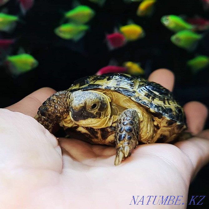 Land turtle Kostanay - photo 6