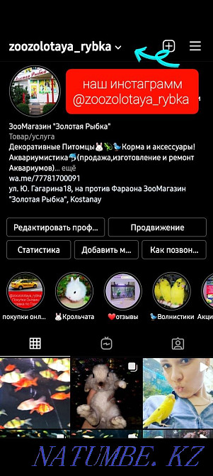 Сухопутная черепашка Малышка Костанай - изображение 8