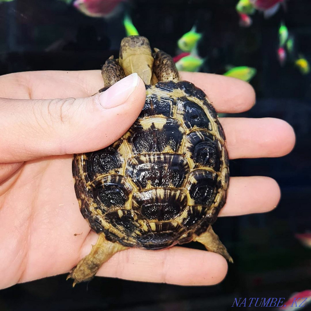 Сухопутная черепашка Малышка Костанай - изображение 2