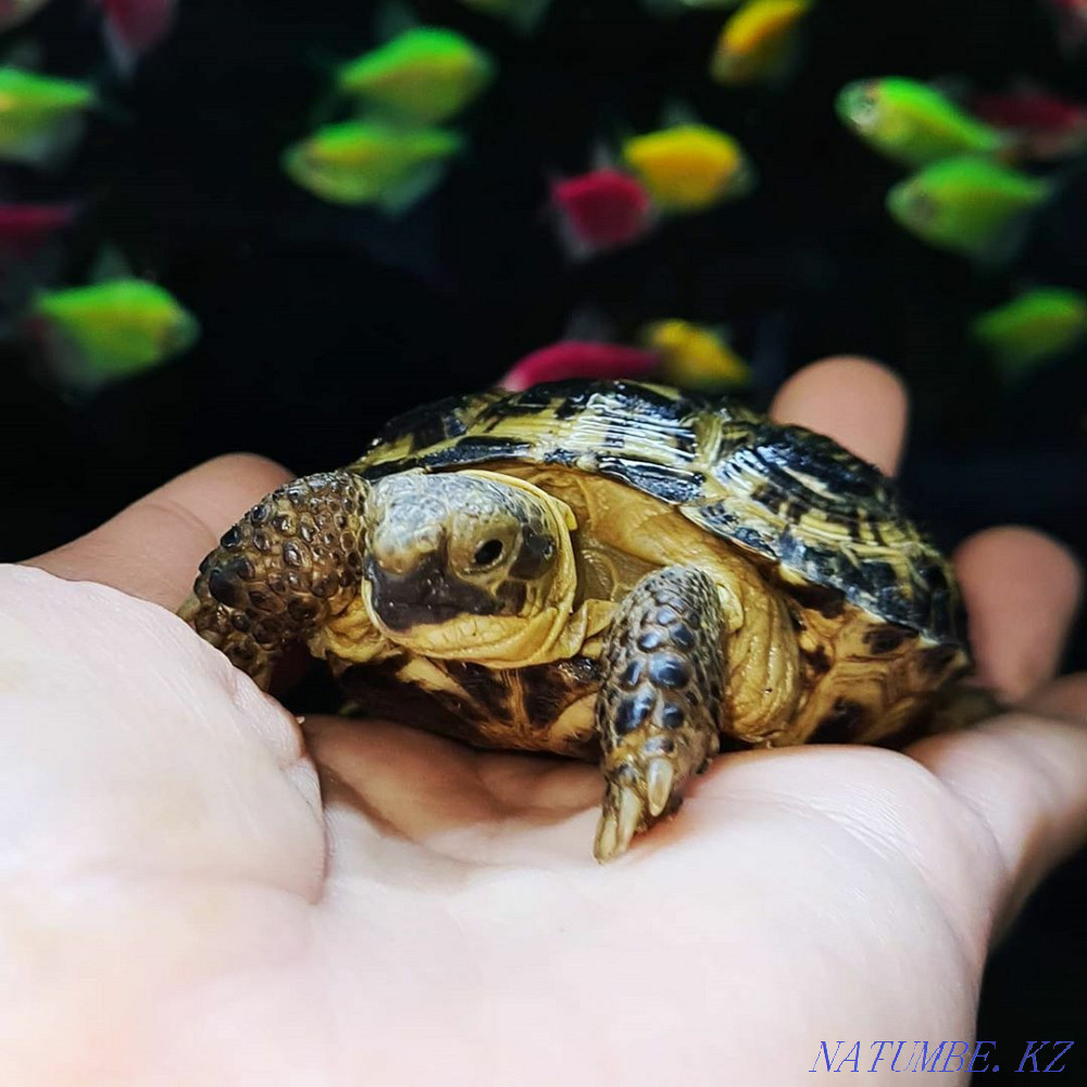 Сухопутная черепашка Малышка Костанай - изображение 6