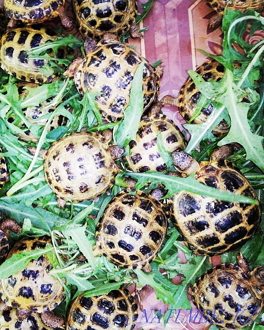 Turtles land Kostanay - photo 2