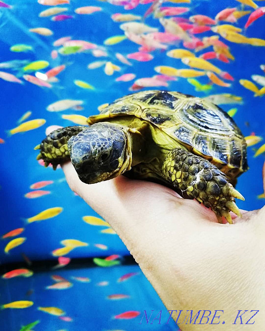 Turtles land Kostanay - photo 1