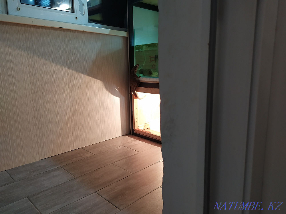 Продам Капского варана Мичуринское - изображение 2