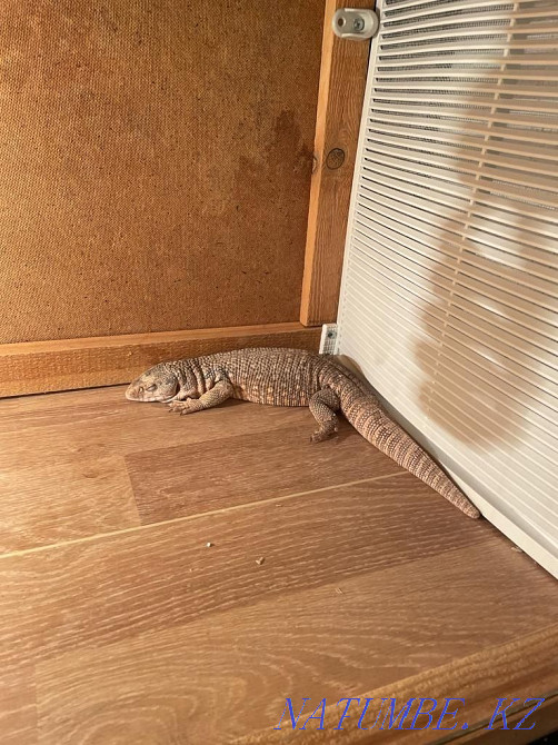 Продам Капского варана Мичуринское - изображение 1