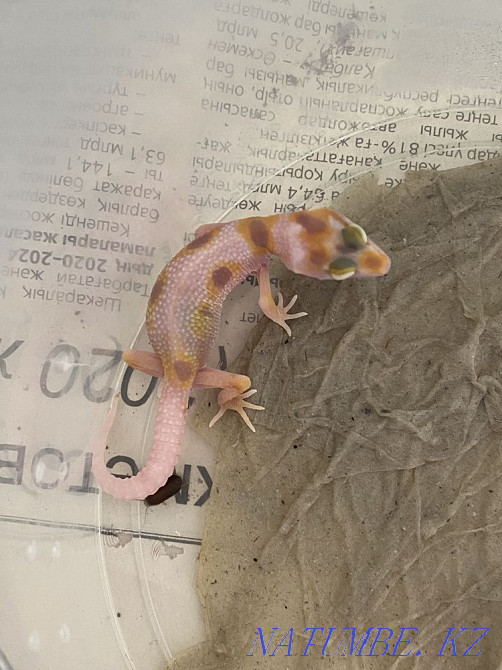 Эублефар  - изображение 1