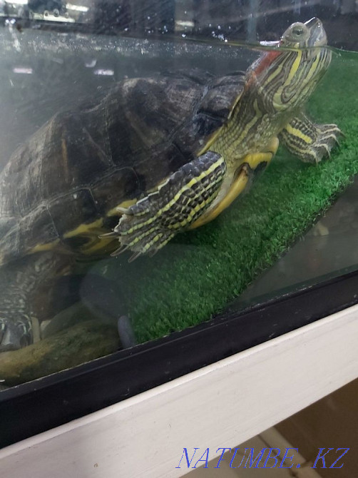 Red-eared turtles Astana - photo 1