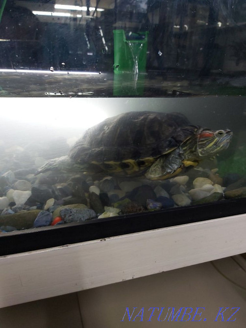 Red-eared turtles Astana - photo 2