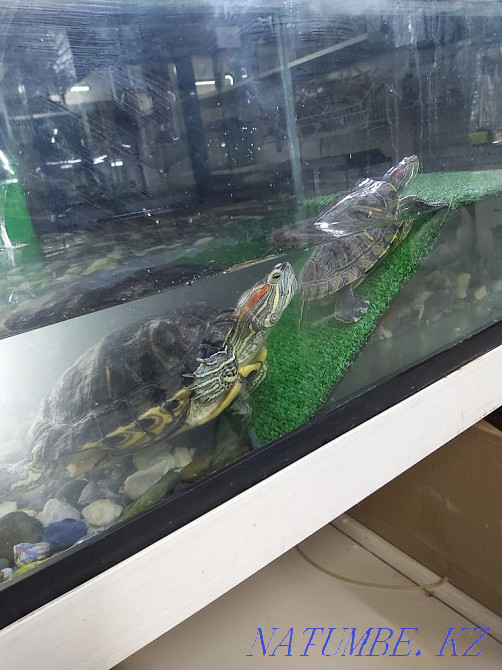Red-eared turtles Astana - photo 3
