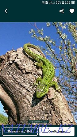 Quick lizard. Нуркен - photo 1