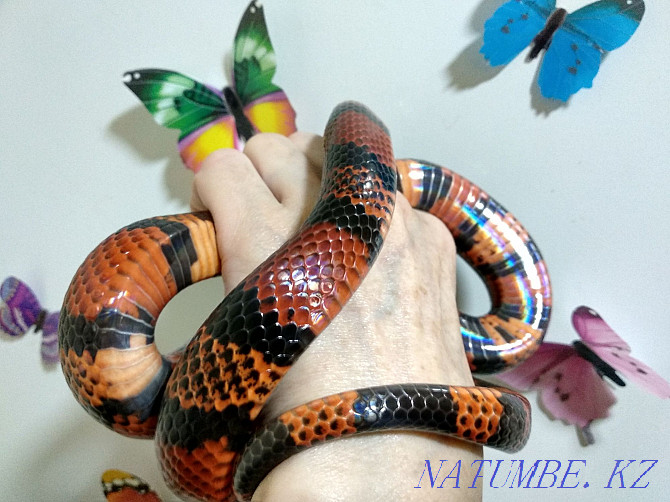 Змеи разных видов и размеров(читайте внимательно!). Алматы - изображение 5