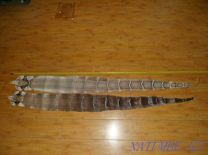 Cobra snake skin Almaty - photo 4