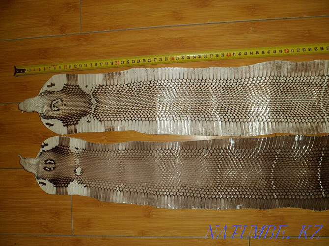 Cobra snake skin Almaty - photo 3