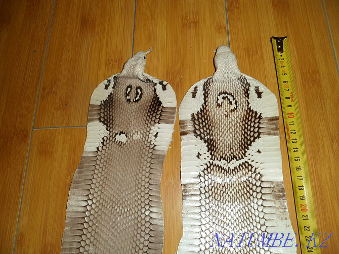 Cobra snake skin Almaty - photo 2