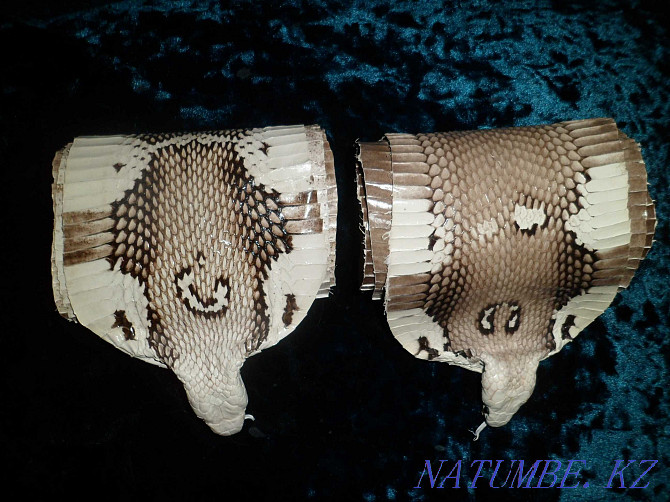 Cobra snake skin Almaty - photo 1