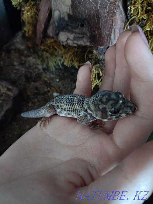 Sell skink geckos Karagandy - photo 2