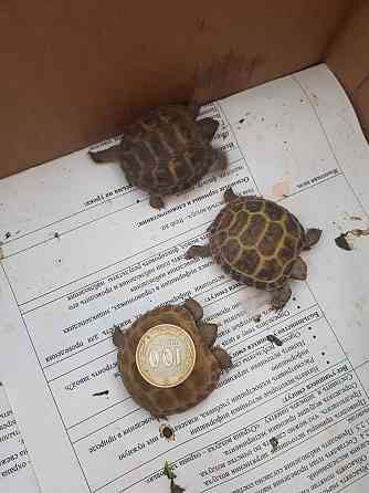 Черепаха малыши на продажу Shymkent