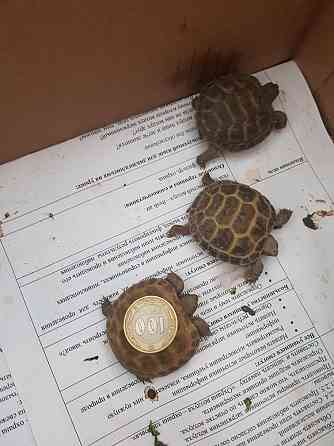 Черепаха малыши на продажу Шымкент