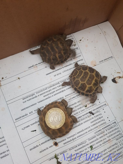 Черепаха малыши на продажу Шымкент - изображение 3