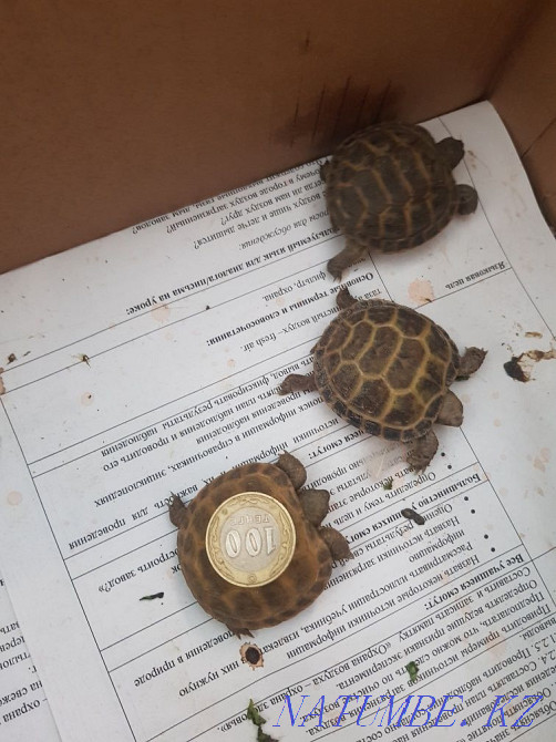 Черепаха малыши на продажу Шымкент - изображение 2