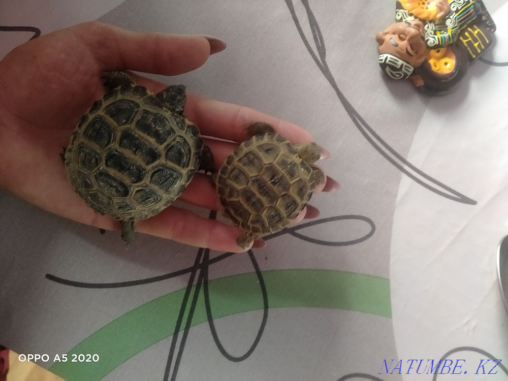 Turtle, tortoise Almaty - photo 2