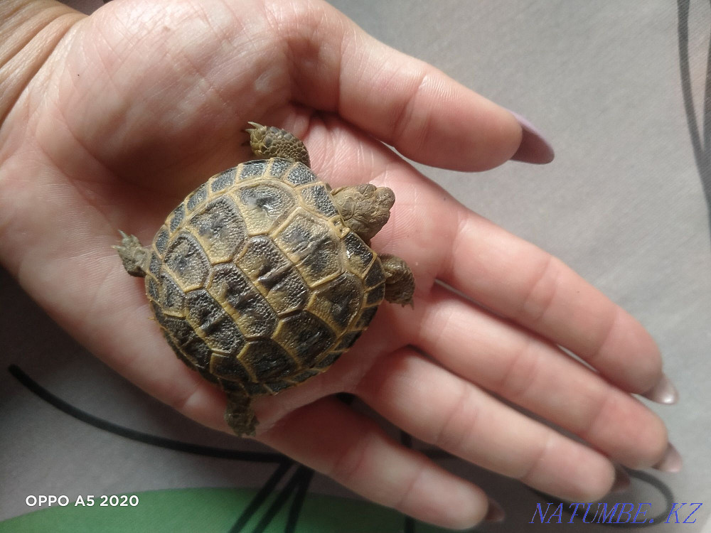 Turtle, tortoise Almaty - photo 1