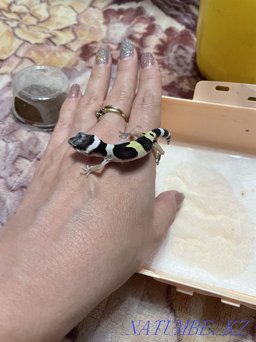 Eublefar Almaty - photo 4