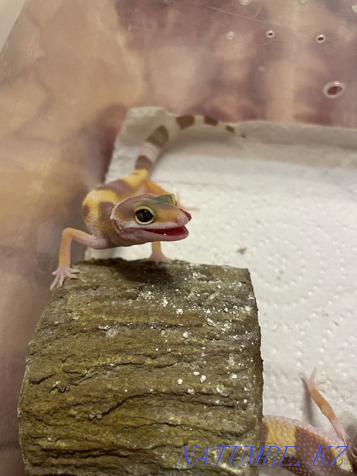 Eublefar Almaty - photo 1