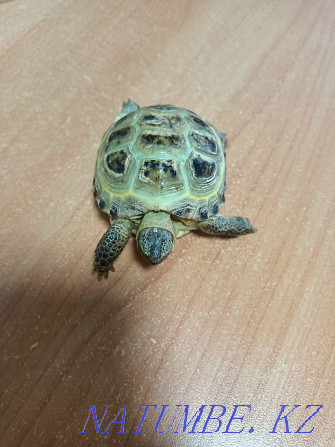 I will sell a turtle  - photo 3