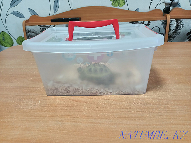 I will sell a turtle  - photo 5