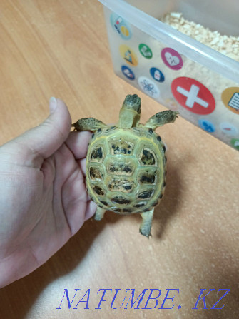 I will sell a turtle  - photo 1