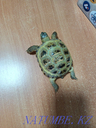 I will sell a turtle  - photo 2