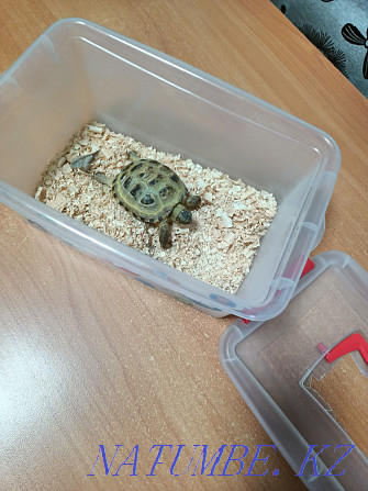 I will sell a turtle  - photo 4