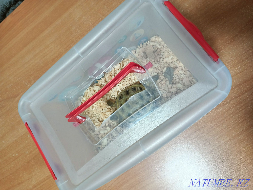 I will sell a turtle  - photo 6