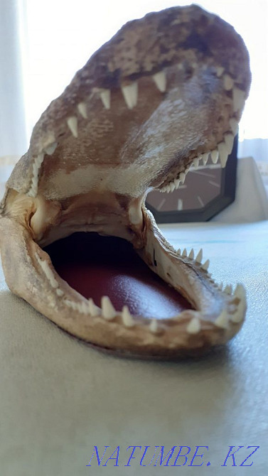 Голова аллигатора Талгар - изображение 1