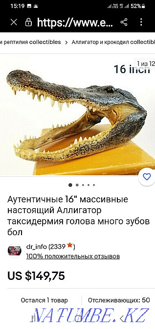 Голова аллигатора Талгар - изображение 5