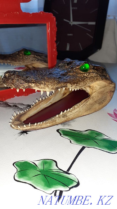 Голова аллигатора Талгар - изображение 2