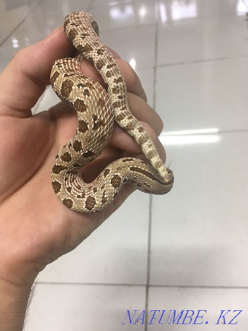 Қазірдің өзінде шошқа мұрынды  Петропавл - изображение 1