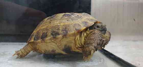 Продам сухопутную черепаху Костанай