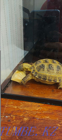 tortoise for sale Kostanay - photo 1