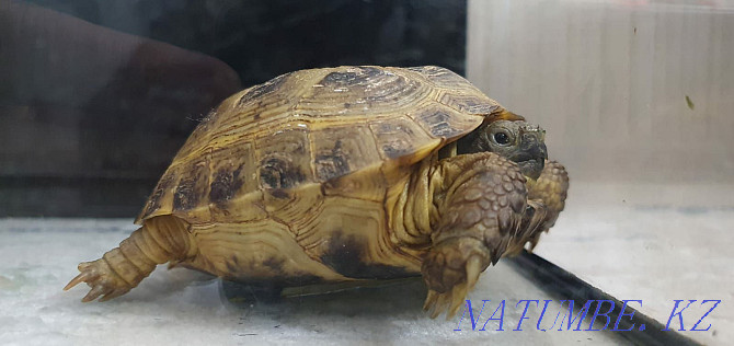 tortoise for sale Kostanay - photo 2